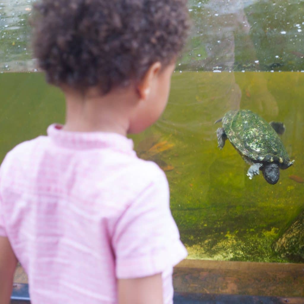 Observation d'une petite tortue lors d'une activité en famille 