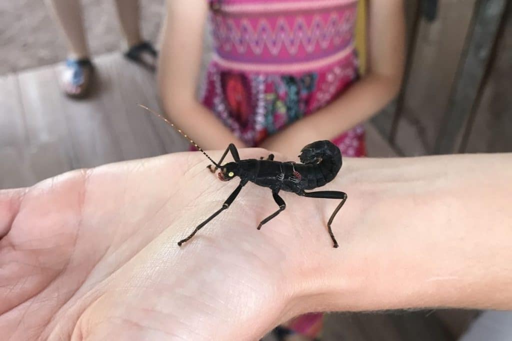 Rencontre avec les insectes au Parc de Sainte-Croix