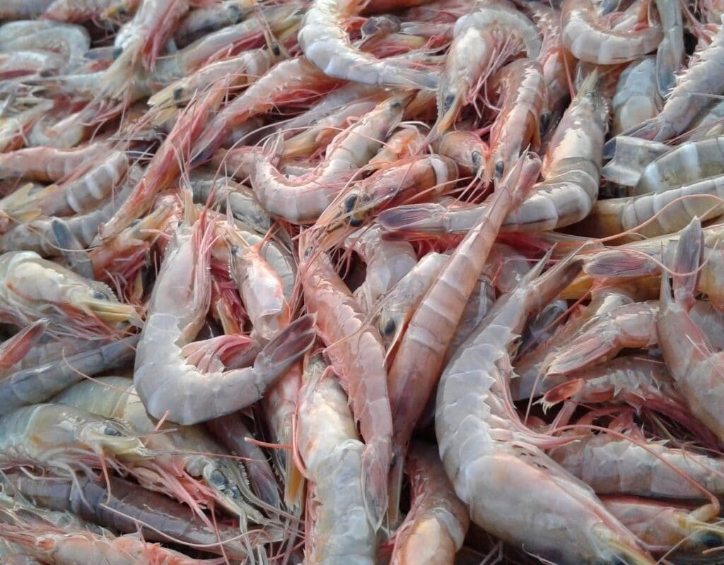 Crevettes fraîches et vivantes translucides