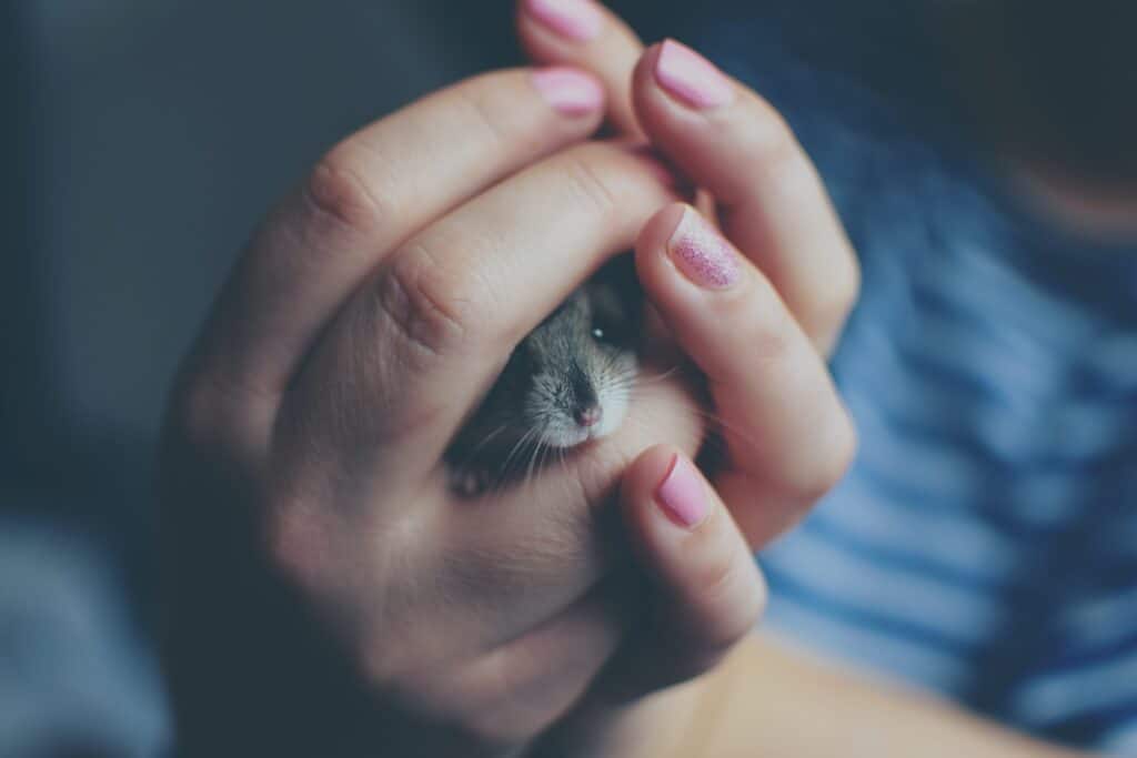Main d'enfant tenant un hamster