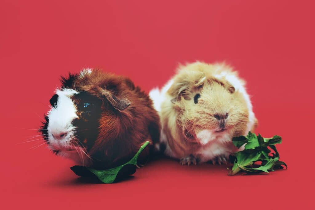 Le cochon d'Inde, un animal de compagnie approprié pour enfant