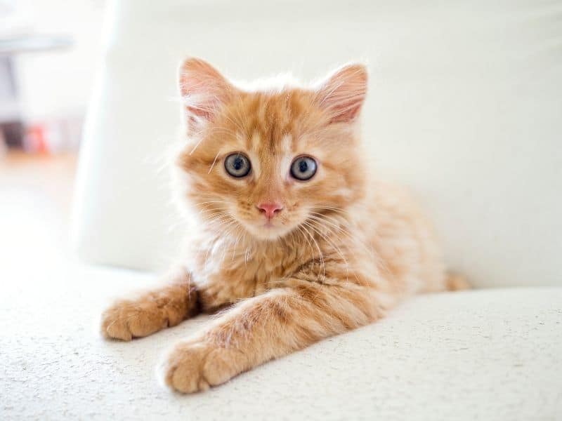 chaton