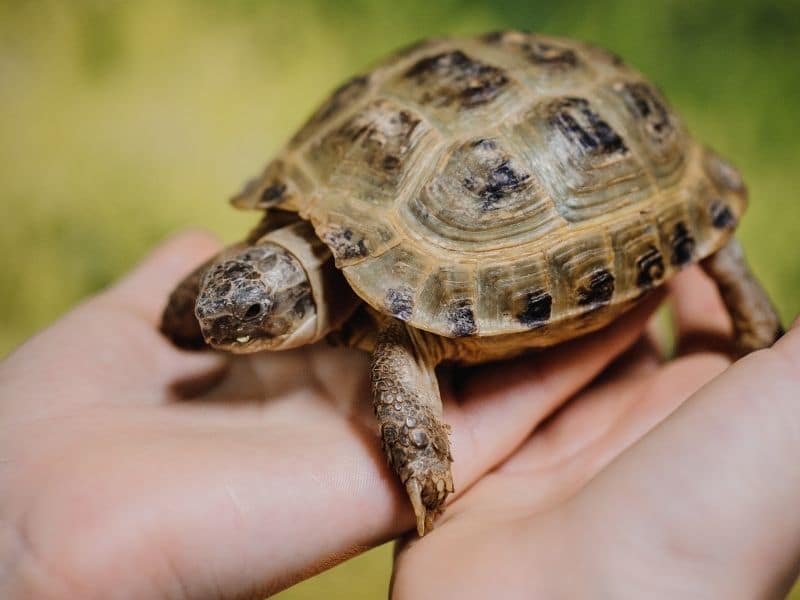 petite tortue