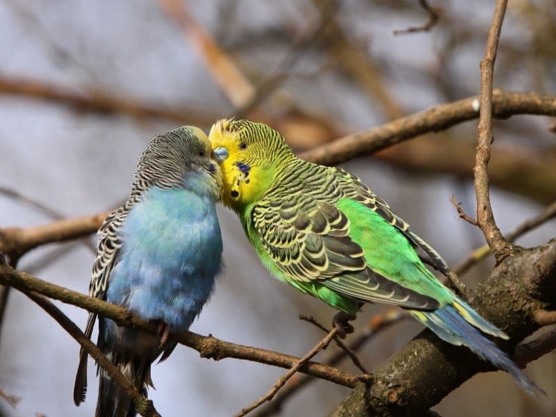 Couples de perruches